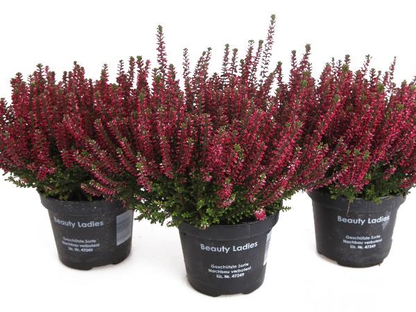 Calluna Reksa Rekolan Kukkatalo - Kesäkukat - Calluna keskikoko